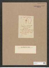 Trachysphenia australis (de-Toni-Nr.: Genus 62, Species 2563) Zeichnungen Sammlung Grunow Nr. 5119 (NHMW-BOT-W0373421)